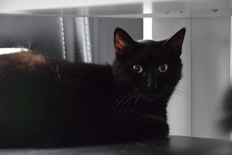 Sela, né en 2014, jeune chat noir au petit bout de queue  Dsc_0315