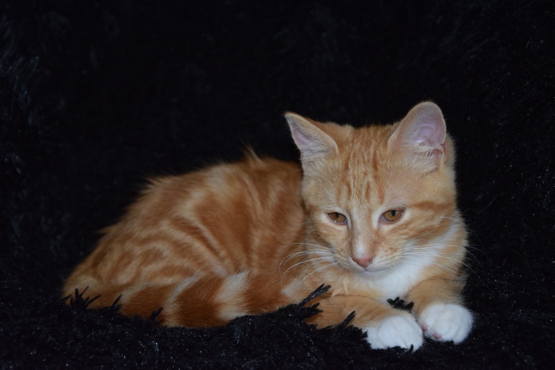 Pookie ( Nibali ), chaton roux avec cravatte et chaussettes blanches, né début avril 2015 Dsc_0327