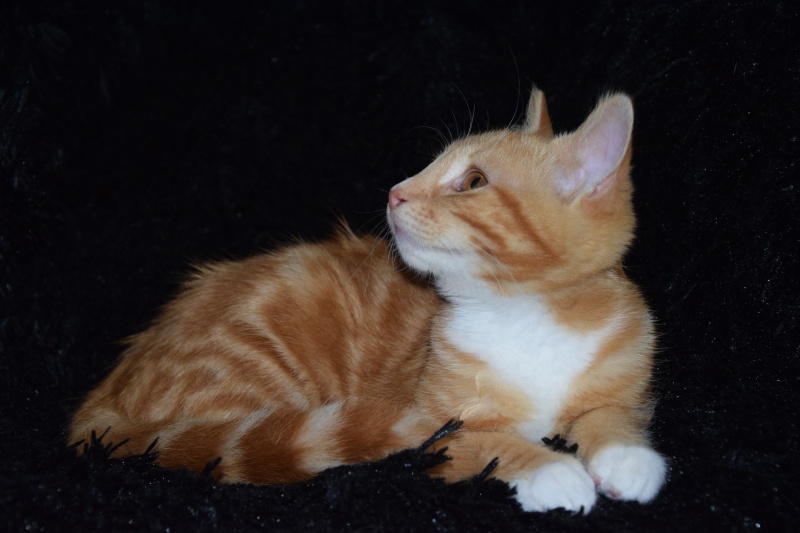 Pookie ( Nibali ), chaton roux avec cravatte et chaussettes blanches, né début avril 2015 Dsc_0328