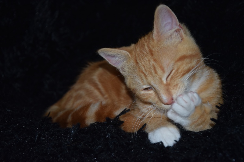 Pookie ( Nibali ), chaton roux avec cravatte et chaussettes blanches, né début avril 2015 Dsc_0329