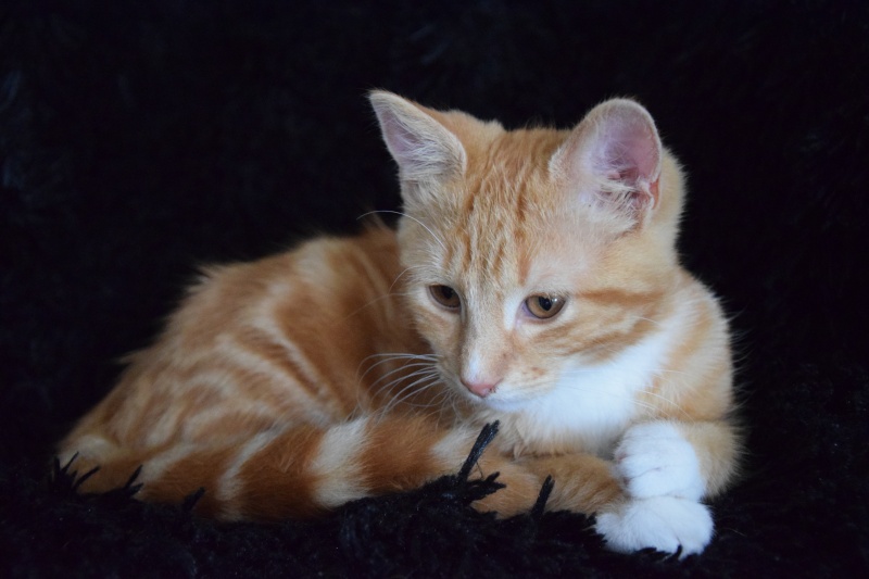 Pookie ( Nibali ), chaton roux avec cravatte et chaussettes blanches, né début avril 2015 Dsc_0330