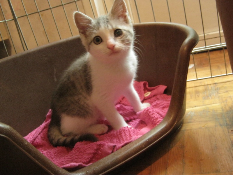 Ema, chatonne tigrée bicolore, née en avril 2015 Emma10