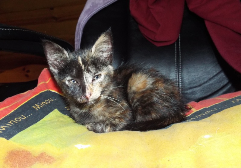 Nos chats de 2015 - Page 2 Liss10