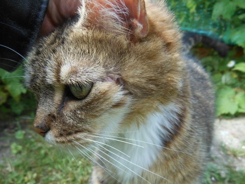 Nos chats de 2015 - Page 2 Lys10