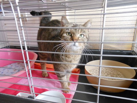 Nos chats de 2015 - Page 2 Picass10