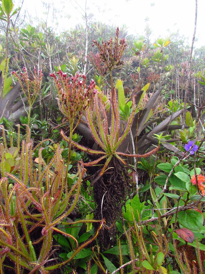 Nouvelle espèce: Drosera Magnifica . Droser10