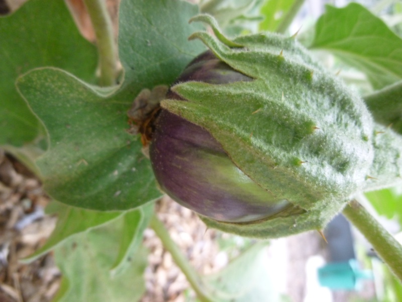l'Aubergine P1090118