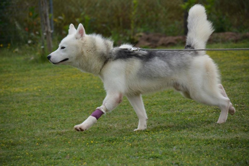 Amarok, Husky mâle 1 an, ASSO79 10154310