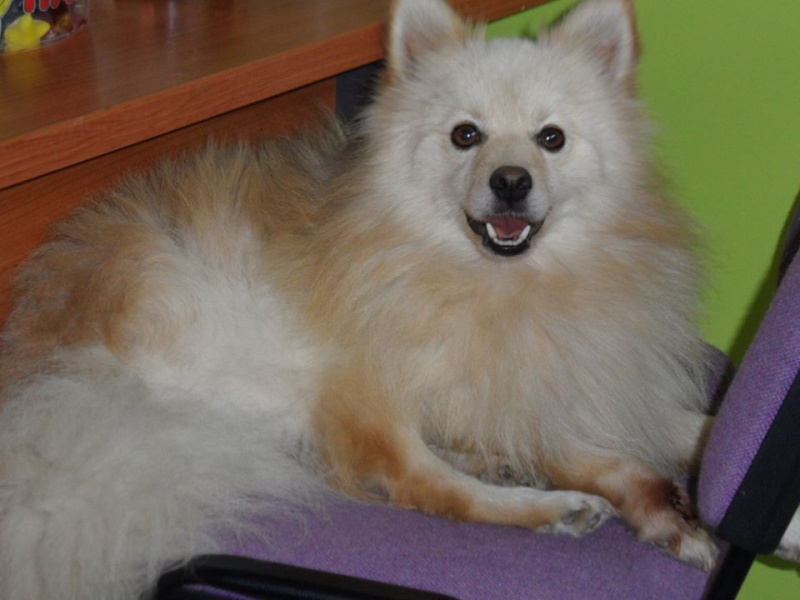 Floyd spitz craintif 03/06/2010 REFU82 ADOPTER 10384910