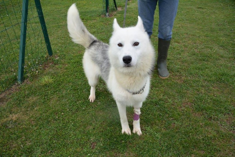 Amarok, Husky mâle 1 an, ASSO79 10389010