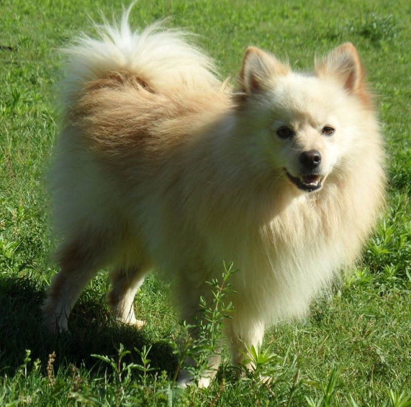 Floyd spitz craintif 03/06/2010 REFU82 ADOPTER 11069810