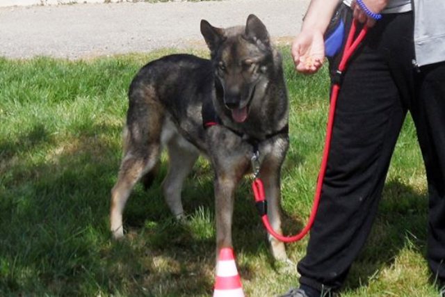 CHELO, husky x berger malinois (m) 2006, sympa affectueux sociable REFU82 11169811