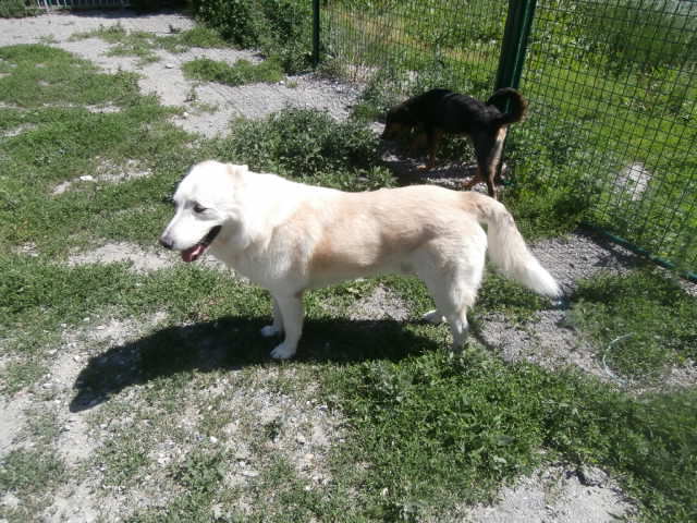 Kazan, Berger Blanc Suisse x Nordique mâle REFU05 Chien-10