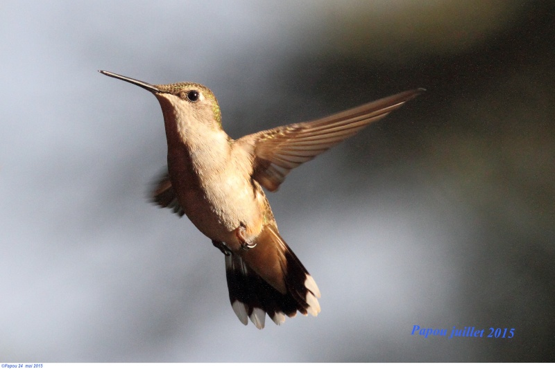 Les colibris sont revenus de leur nidification Papou_37