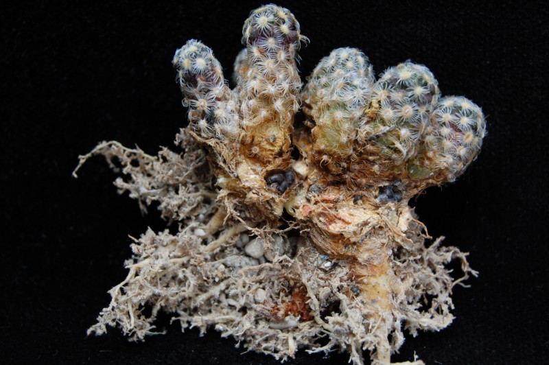 Mammillaria saboae -2012010