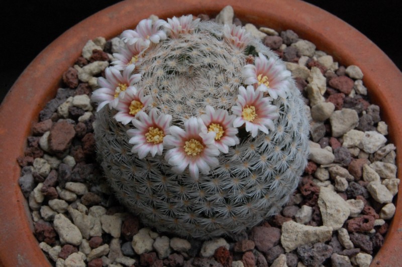 Mammillaria neobertrandiana 4363-210