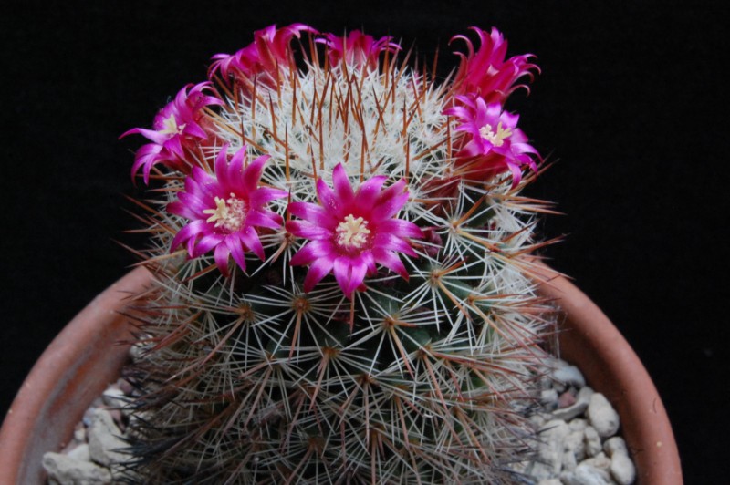Mammillaria virginis 5061-210