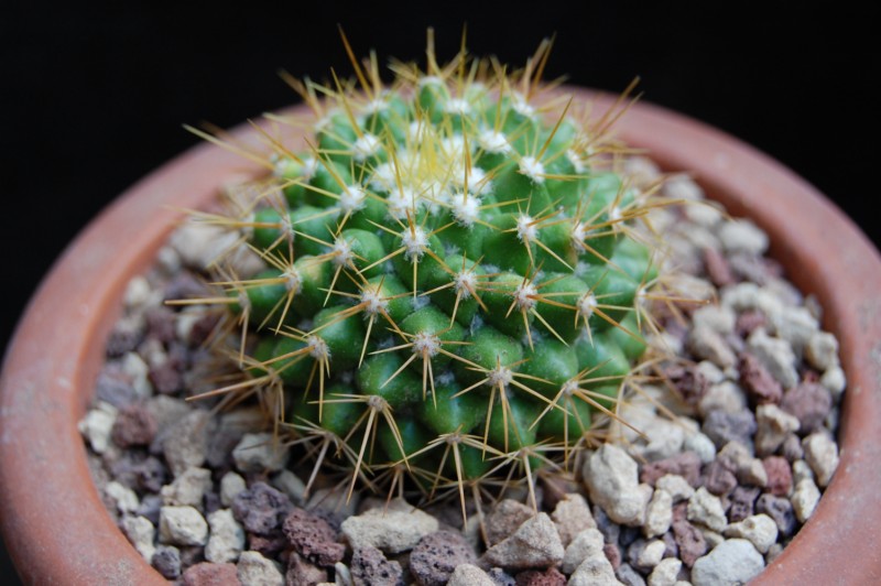 Mammillaria lindsayi 7315-211