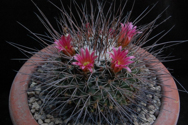 Mammillaria mystax 7498-210