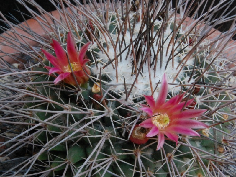 Mammillaria mystax 7498-211