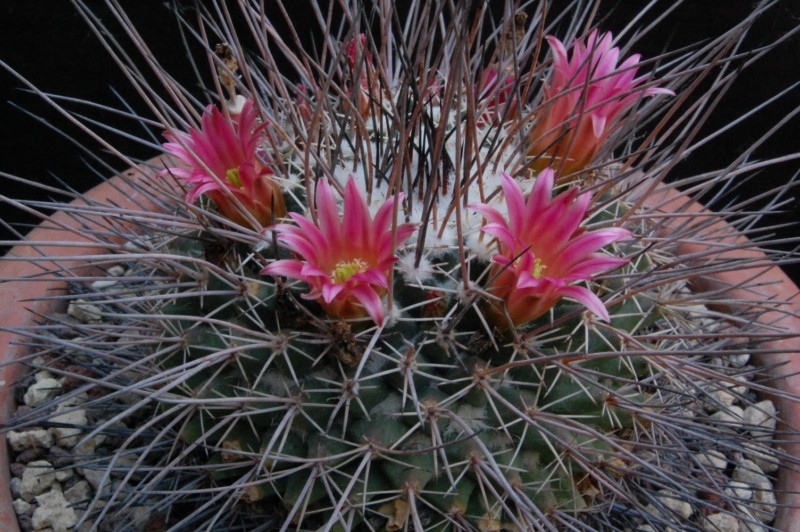 Mammillaria mystax 7498-212