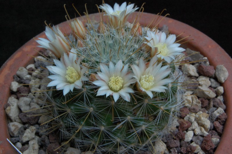 Mammillaria sinistrohamata Avz39511