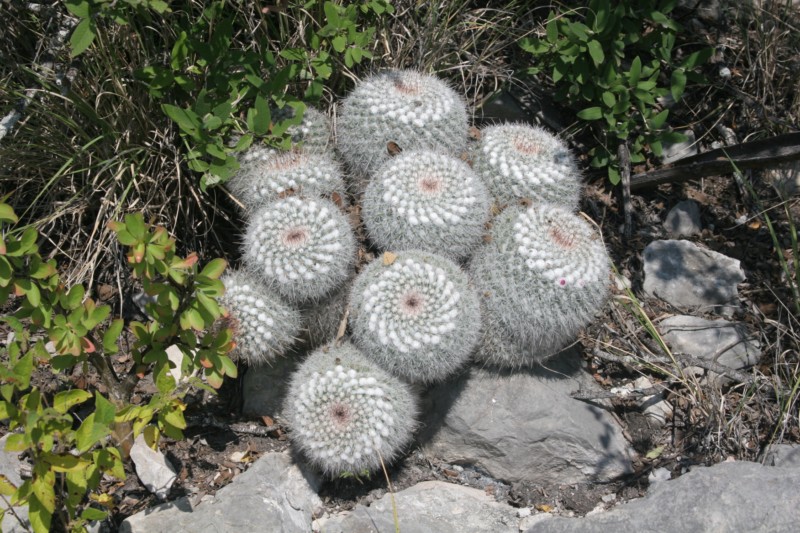 Mammillaria albata Img_6010