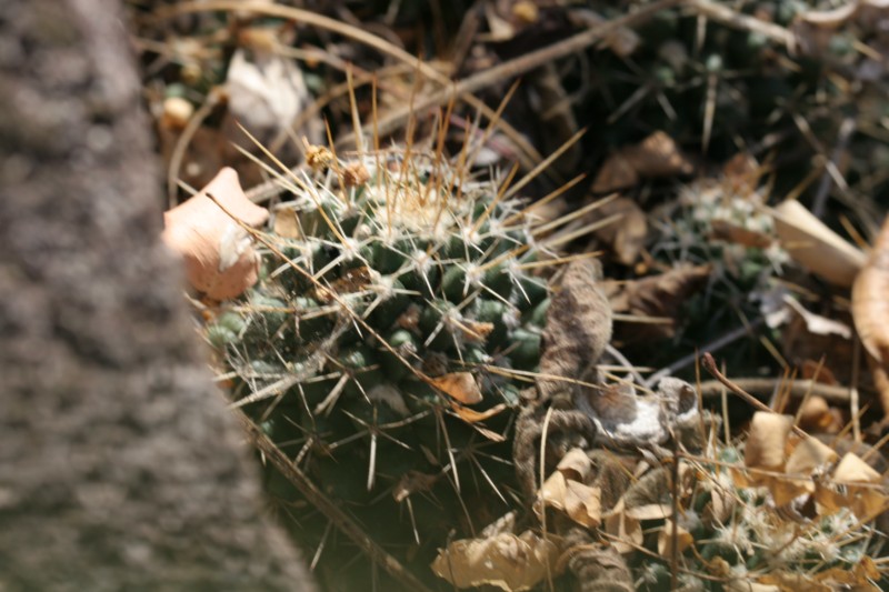 Mammillaria nagliana Img_8512