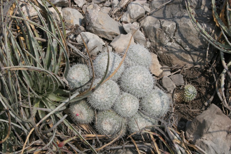 Mammillaria albata Img_9010