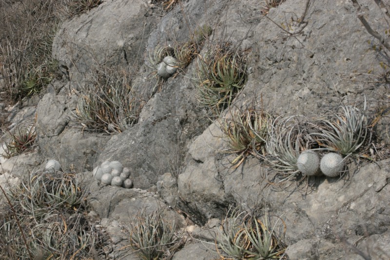 Mammillaria albata Img_9011