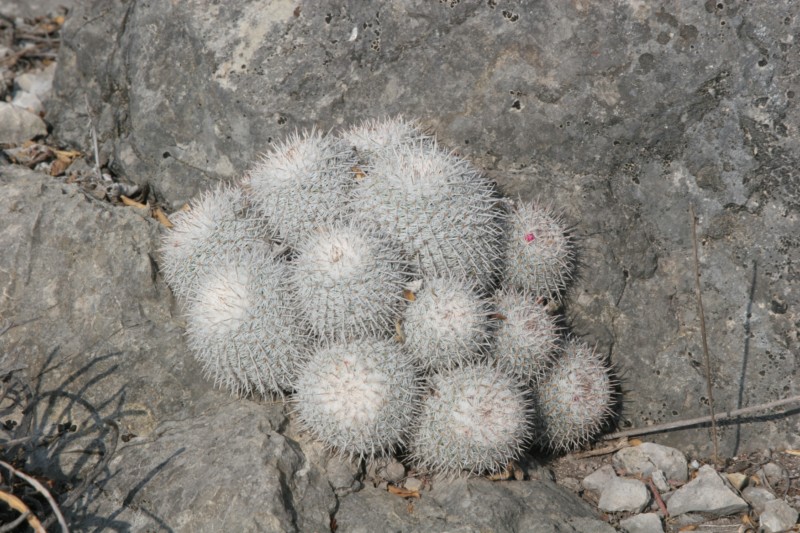 Mammillaria albata Img_9012