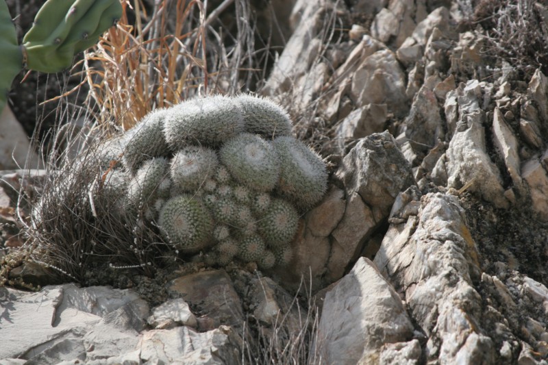 Mammillaria albata Img_9013