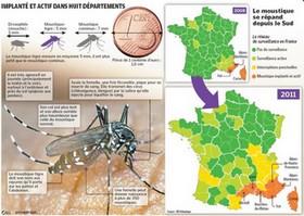 Les insectes indésirables dans les maisons Mousti10