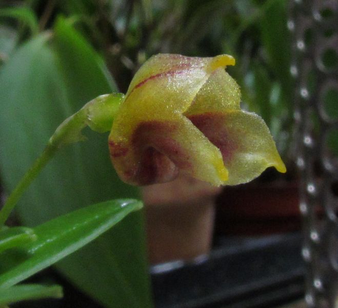 Buccella molossus ( ex. Masdevallia molossus ) Img_3510