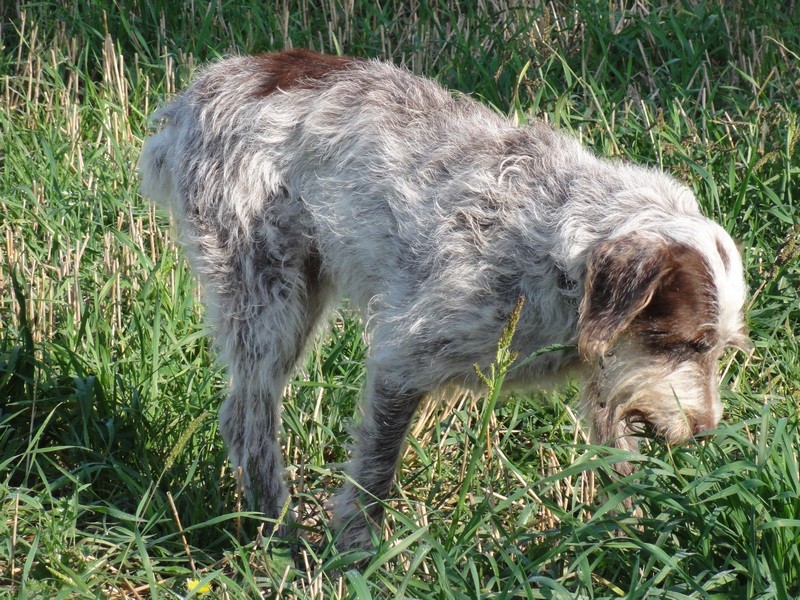 USKY, x Korthal env.7 ans (5 ans de refuge)- SOS ANIMAUX DU BROC (63)... adoptée par Everclown Dsc00912