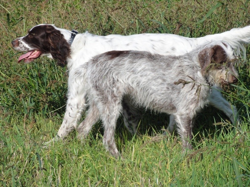 usky - USKY, x Korthal env.7 ans (5 ans de refuge)- SOS ANIMAUX DU BROC (63)... adoptée par Everclown Dsc00913