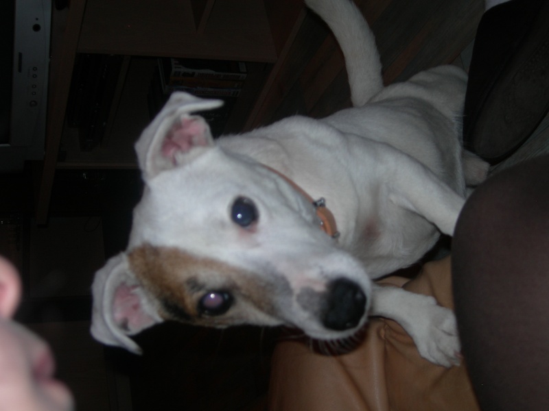 Whisley ( Jack Russel ) Boby_j17