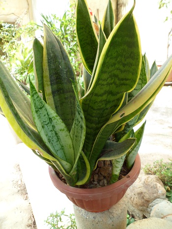 Sansevieria 410