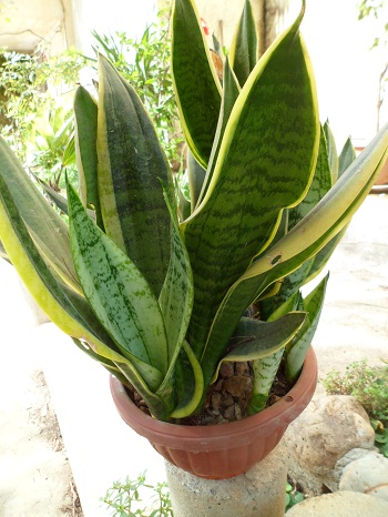  Sansevieria 410