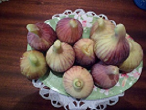 Planter, entretenir et multiplier un figuier- Ficus carica- - Page 2 Sam_3810