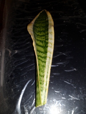 Sansevieria Sam_3819