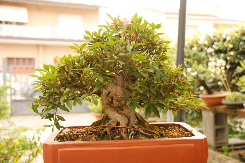 rinvaso di un'azalea _mg_2910