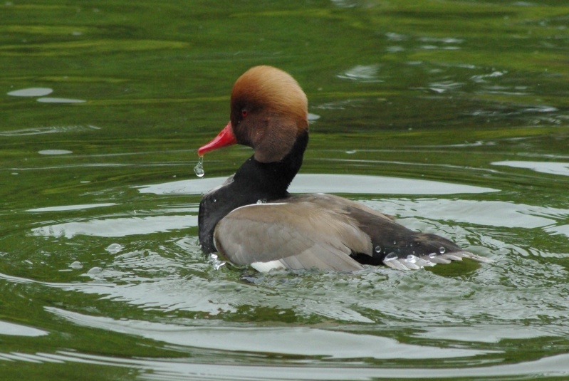 nette rousse Imgp5311