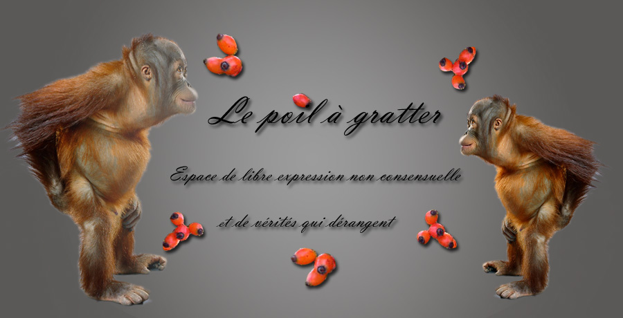 Le poil à gratter Poilno10