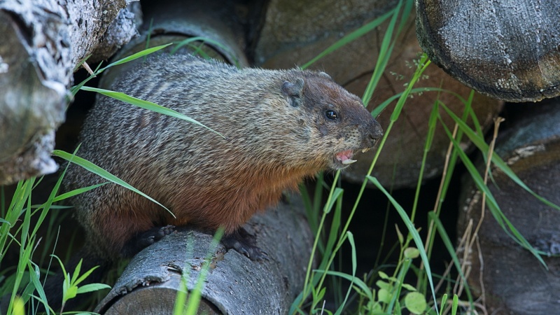 Une autre marmotte Marmot10