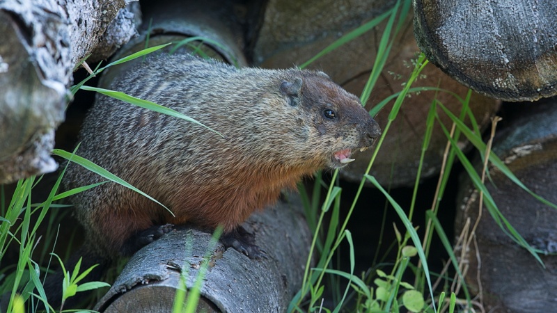 Une autre marmotte Marmot10