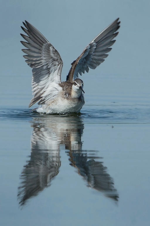 Phalarope de Wilson Phalar36