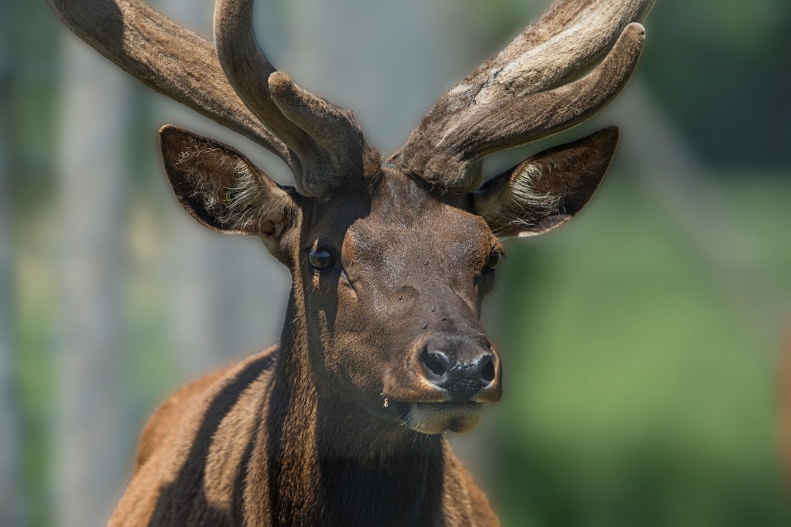 Wapiti Wapiti10
