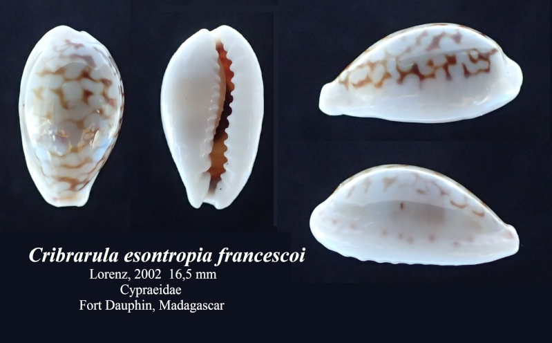 Cribrarula francescoi Lorenz, 2002 Cribra11