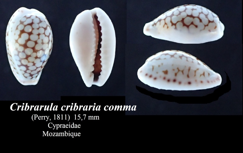 Cribrarula comma (Perry, 1811) Cribra12